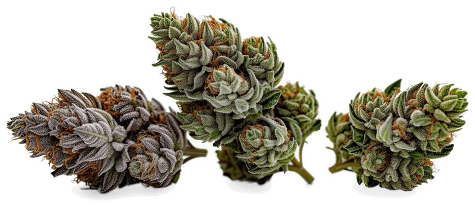Hero Bud Test Product