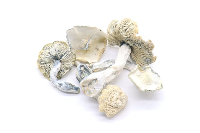 Albino Treasure Coast Mushrooms