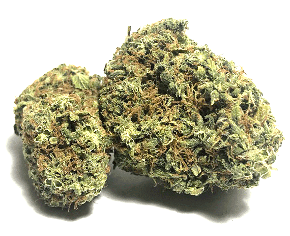 Bruce Banner Strain - Sativa Dominant Hybrid (Wholesale)