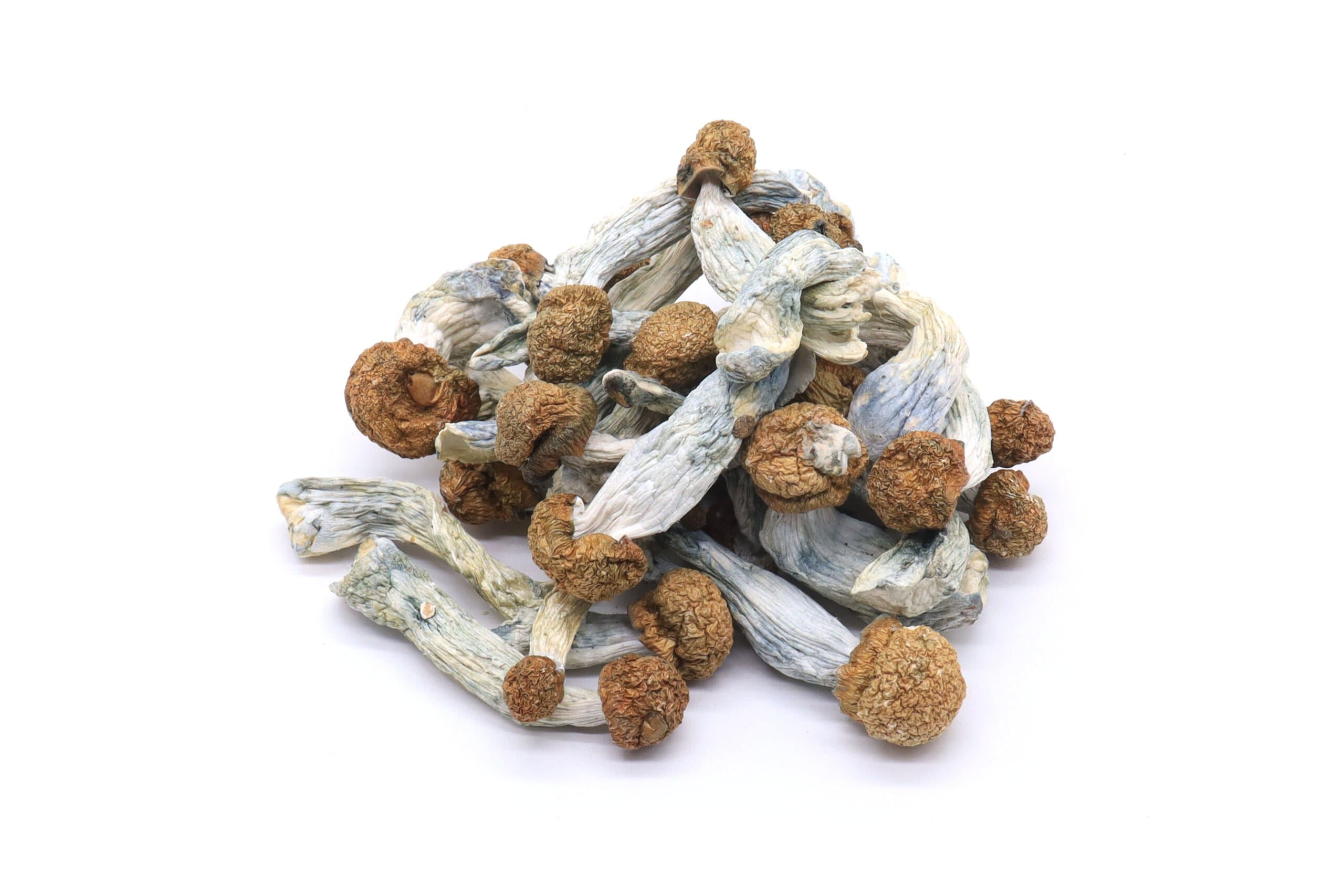 Blue Meanies Mushrooms