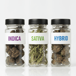 Indica vs Sativa vs Hybrid: a quick guide