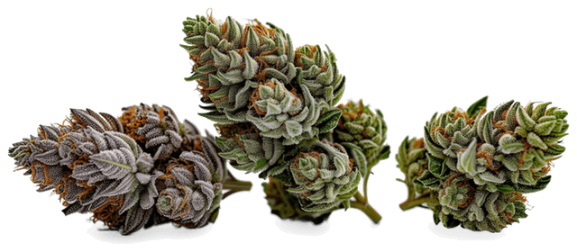 Hero Bud Test Product