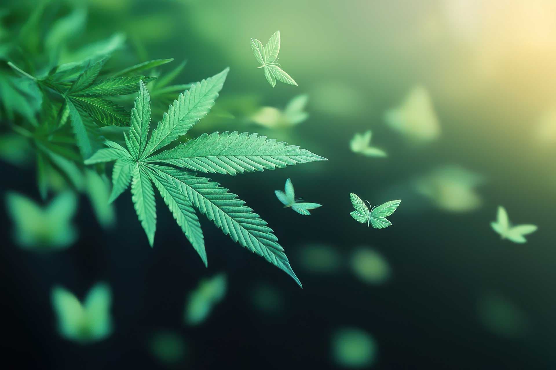 How Cannabis Transforms You