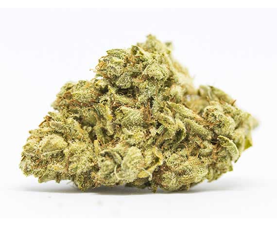 Mango Dream Strain - Hybrid (Wholesale)