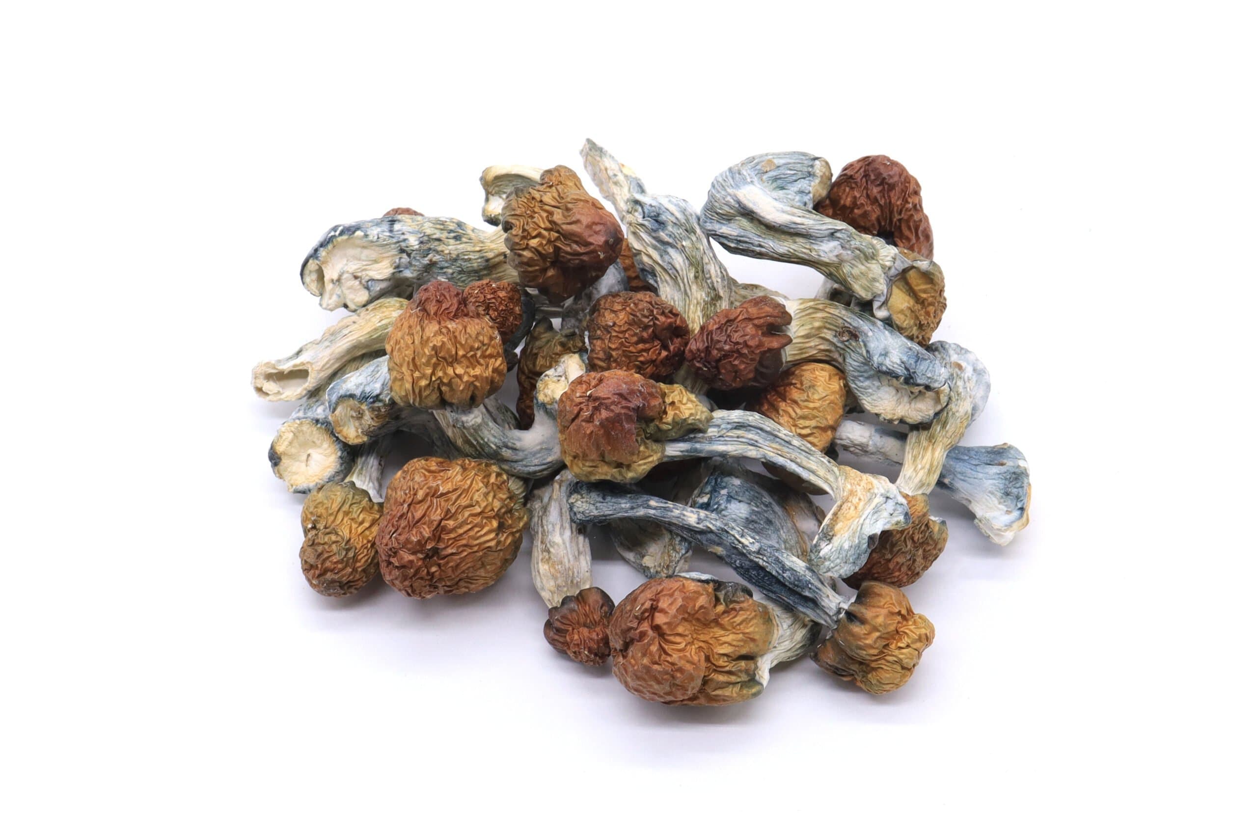 Penis Envy Mushrooms
