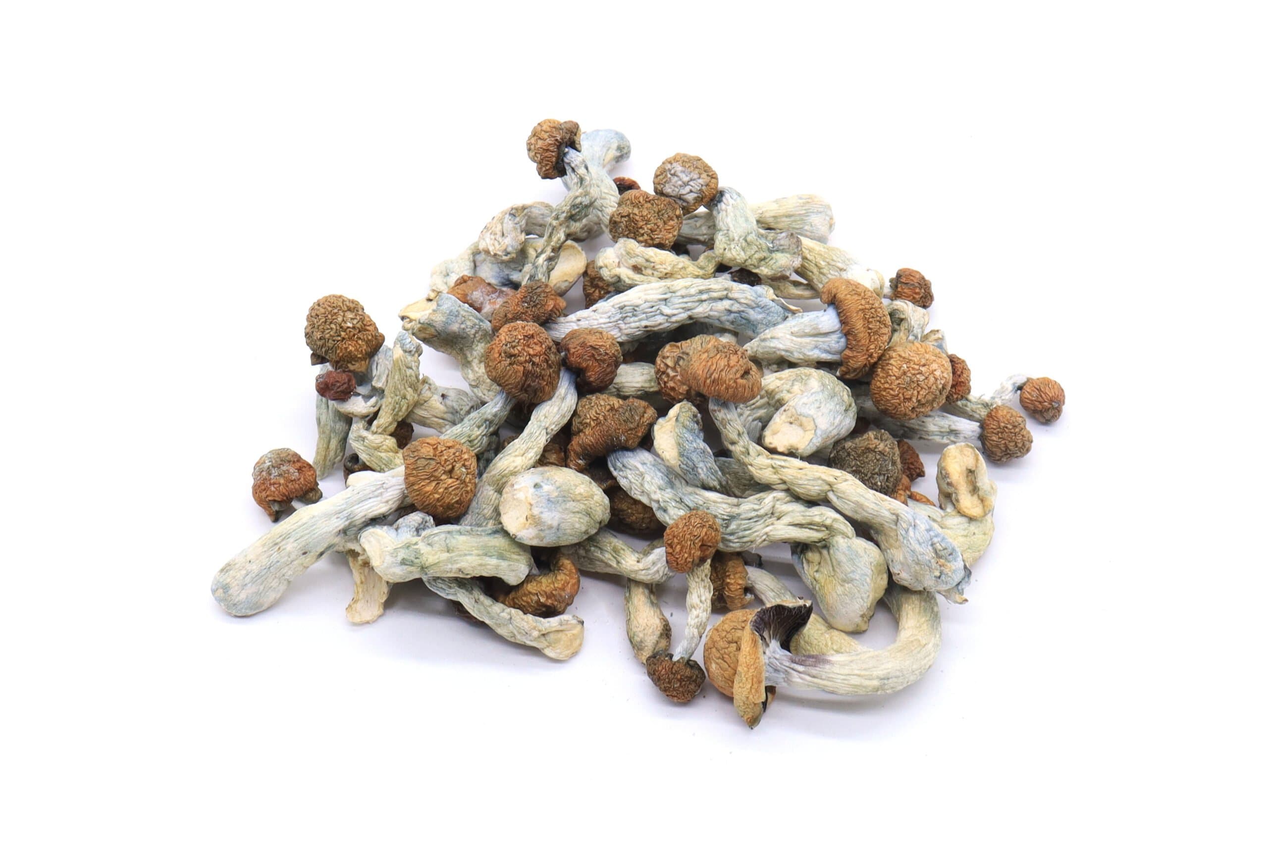 Melmac Mushrooms