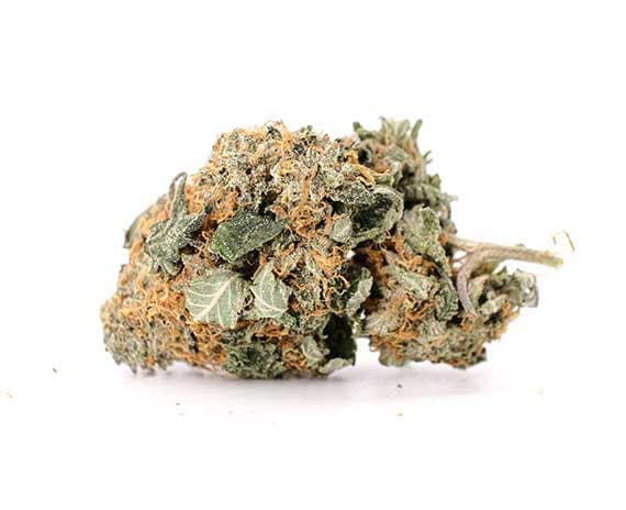 Mimosa Strain - Sativa Dominant Hybrid (Wholesale)