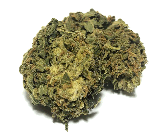 Shipwreck Strain - Sativa Dominant Hybrid (Wholesale)