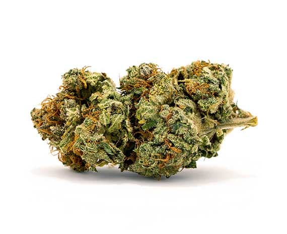 Laughing Buddha Strain - Sativa Dominant Hybrid (Wholesale)
