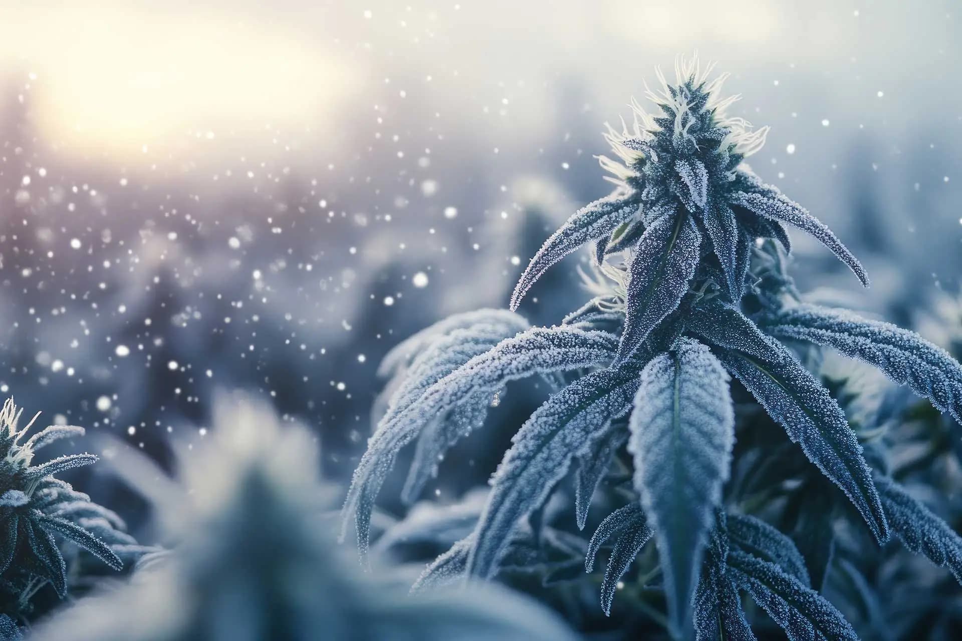 Weed Strains That Keep You Cool During Summer Heatwaves