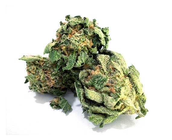 OG Kush Strain - Indica (Wholesale)