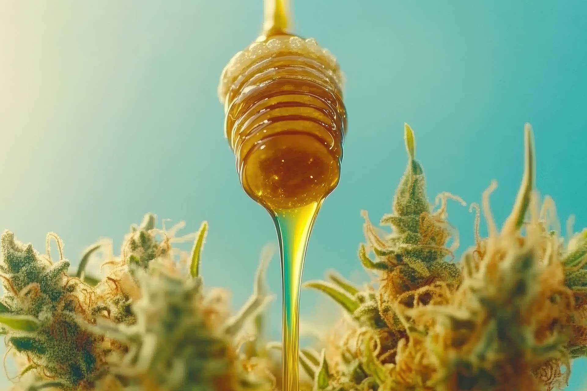 How to Make Honey Hash Oil: Step-by-Step Guide for Beginners
