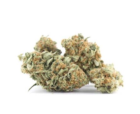 Dirty Girl Strain - Sativa Dominant Hybrid (Wholesale)