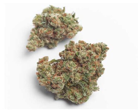 Mendo Breath Strain - Indica Dominant Hybrid (Wholesale)